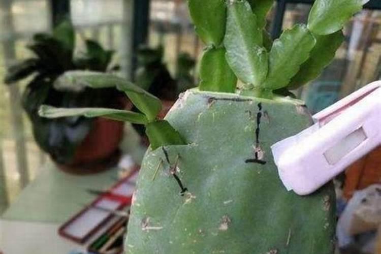 蟹爪兰施什么肥好？