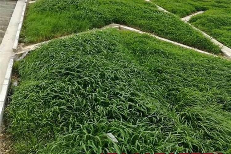 边坡种草的草仔品种与用量