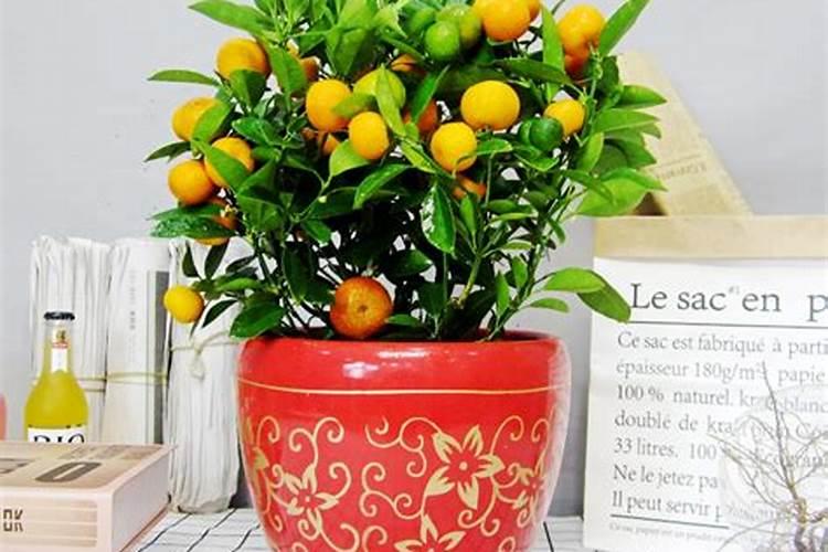 磷酸二氢钾对花的作用