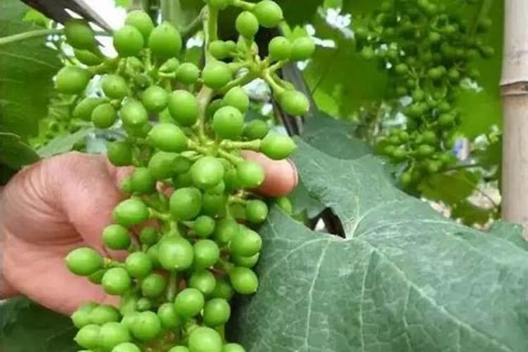 化肥,复合肥的执行标准是什么？