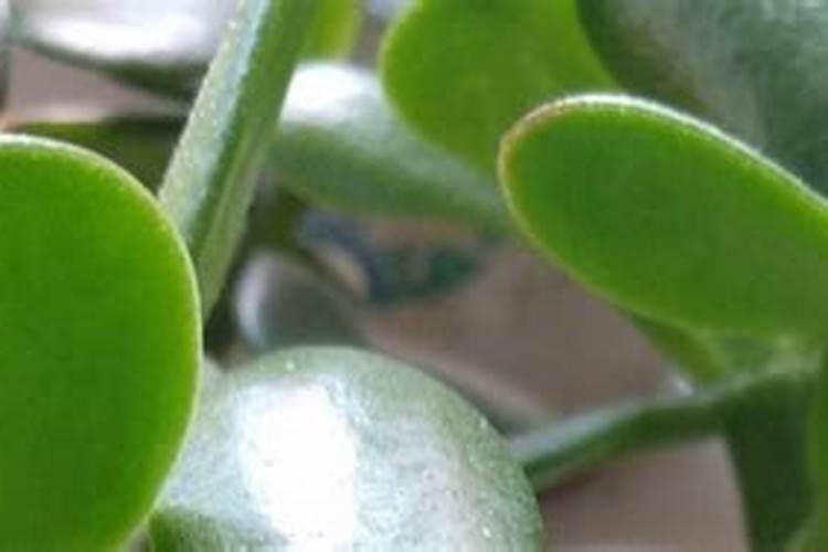 玉树什么肥养殖长得快,不同时期的施肥方法注意事项