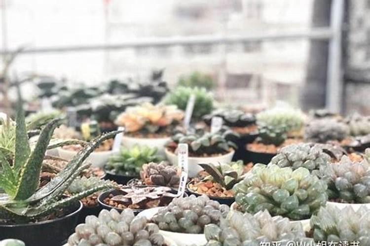 多肉植物可以施氮肥吗 多肉植物能施氮肥吗