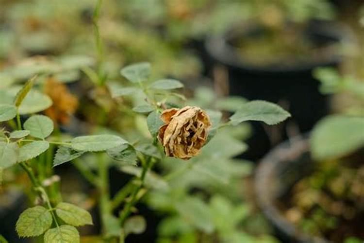 月季花焉了怎么办,三个妙招让它重新恢复生机