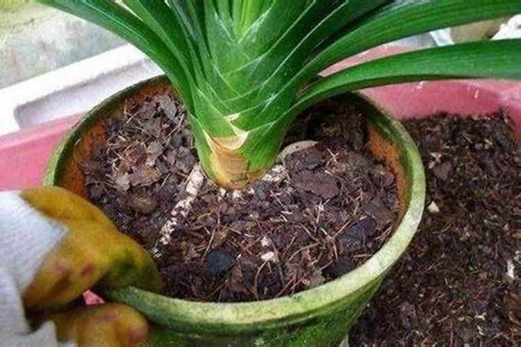 谁家的君子兰植料比较好