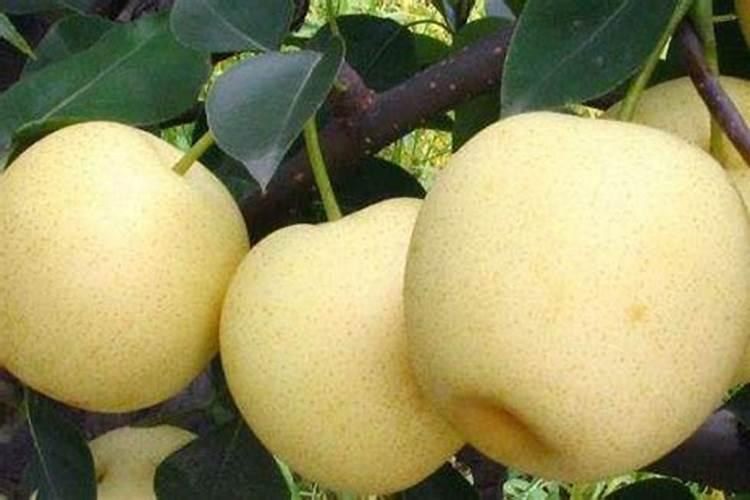 种菜用什么肥料最好