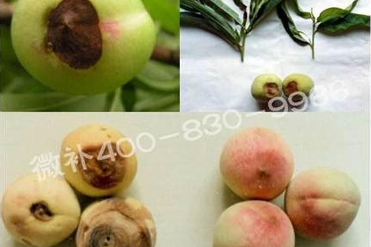 桃树硬核期需要追肥吗？追什么肥料效果好呢？