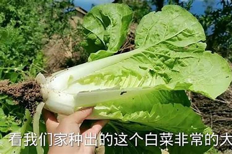 白菜肥料多叶子发黄怎么办