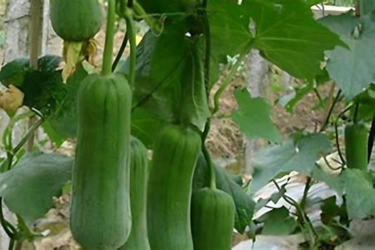 游泳池水ph值高怎么处理