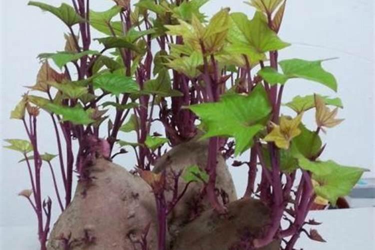 红薯怎样育苗发芽快