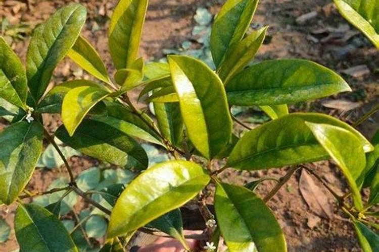 如何给桂花树施肥