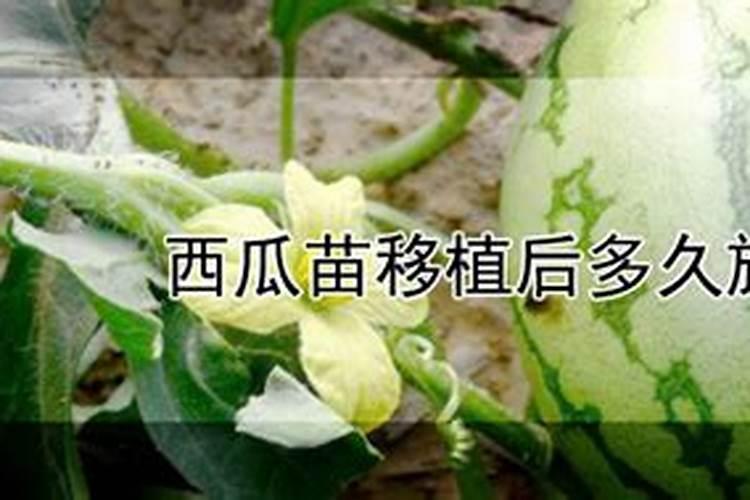 西瓜移栽后几天可以施肥