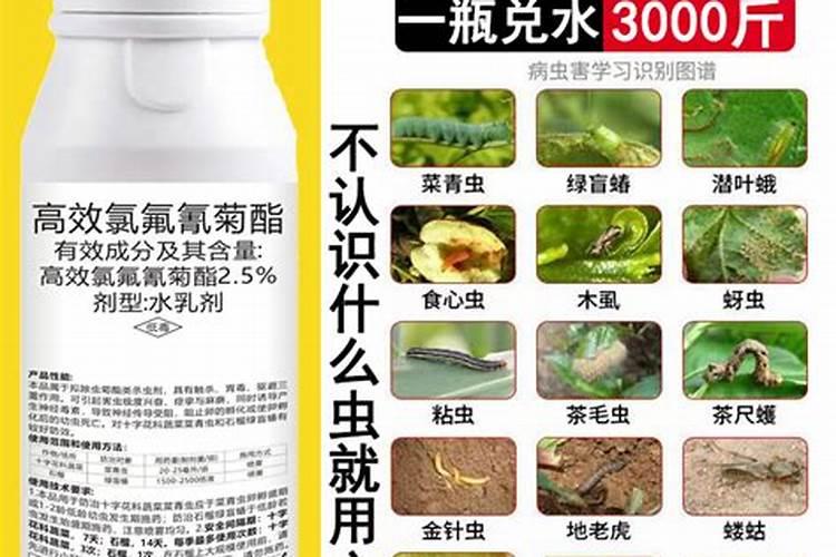 高效氯氯菊脂能和磷酸二氢钾,芸苔素硼肥一起合用吗？芸胎素能和玉米地...