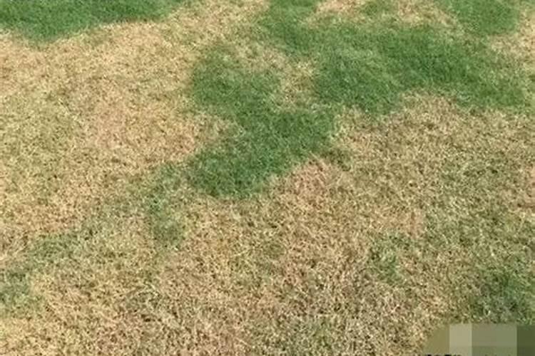 草坪需要撒化肥吗