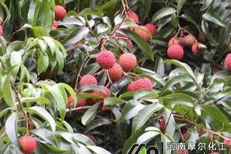 荔枝用什么果树水溶肥能增甜耐储