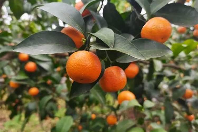 腐植酸、氨基酸、海藻素和鱼蛋白