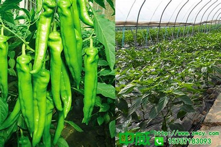 为什么我家的菊花只是不停的长高,而没有开花的趋势呢？