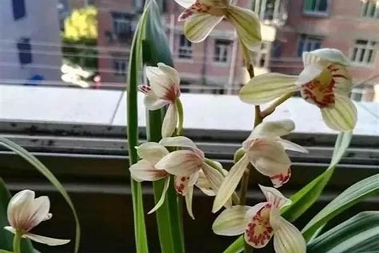 吊兰花怎么养才能旺盛