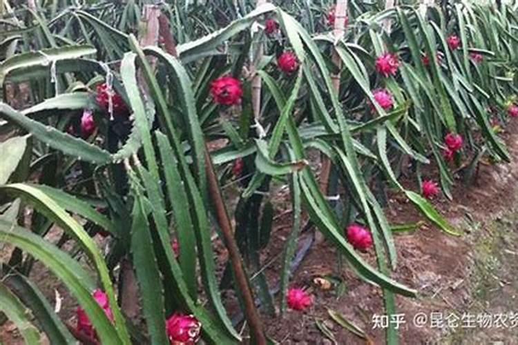 火龙果薄肥勤施施肥方法