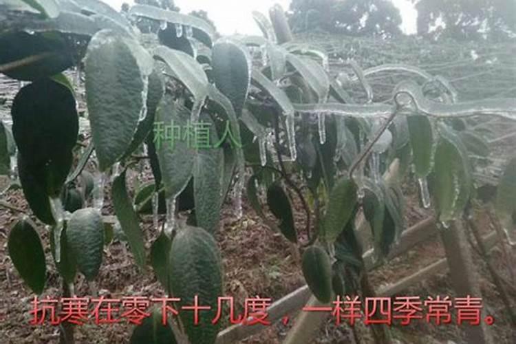 冬季莴笋育苗时间和方法