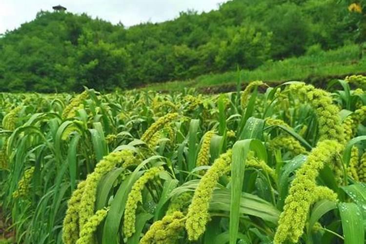 硼砂的对种植蔬菜有什么作用？