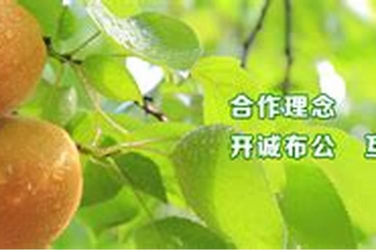 叶面肥厂家哪个做的最好？