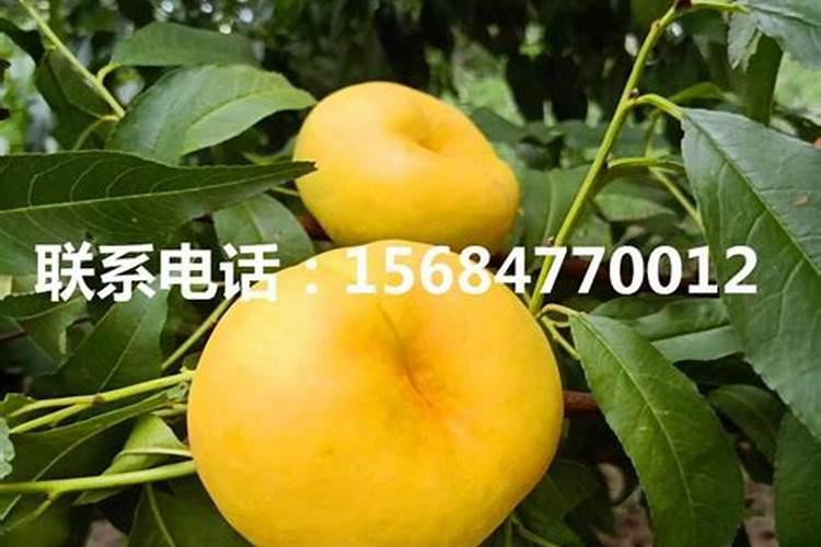 果树专用肥有哪几种