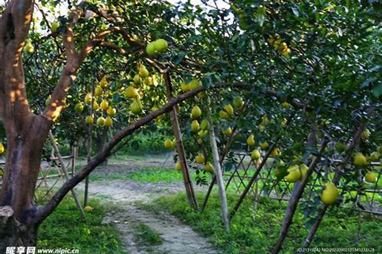 大树叶和柚子树叶的区别树叶和柚子叶？