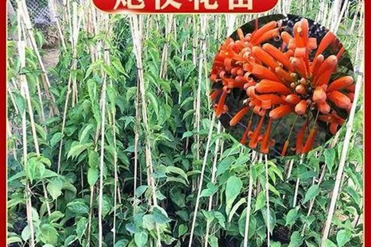 牵牛花适合什么环境生长