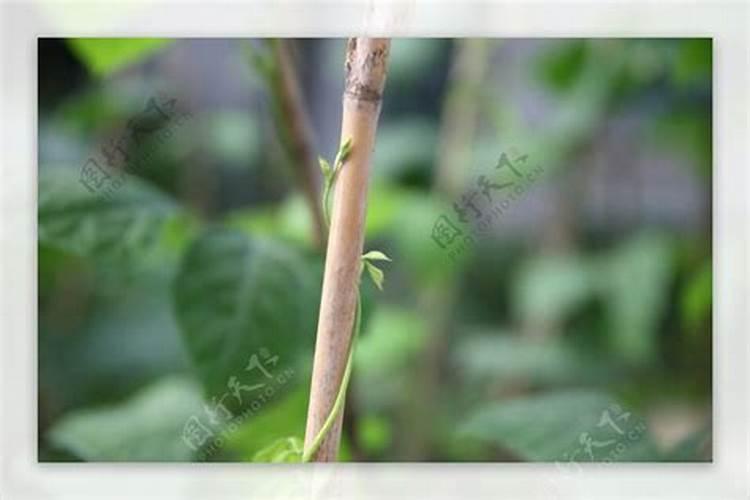 豇豆施肥的正确方法