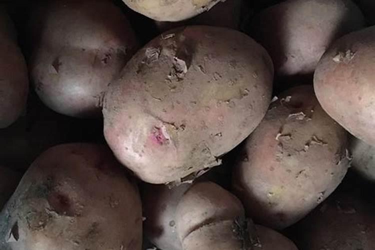 春洋芋的高产种植技术