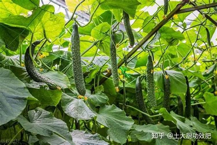 黄瓜什么时候用高钾肥料怎么施肥提高产量