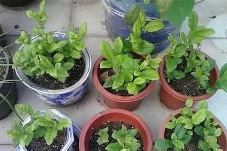芹菜浇水冲石灰可以吗