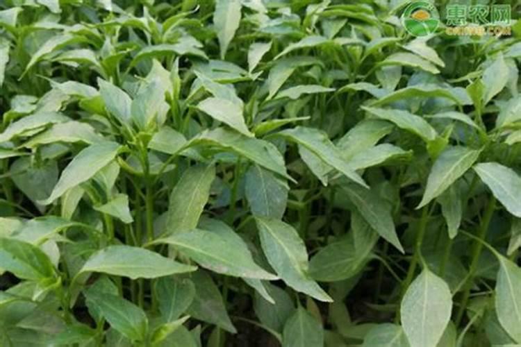 玉米底肥一次性施肥 氮磷钾 各用多少？