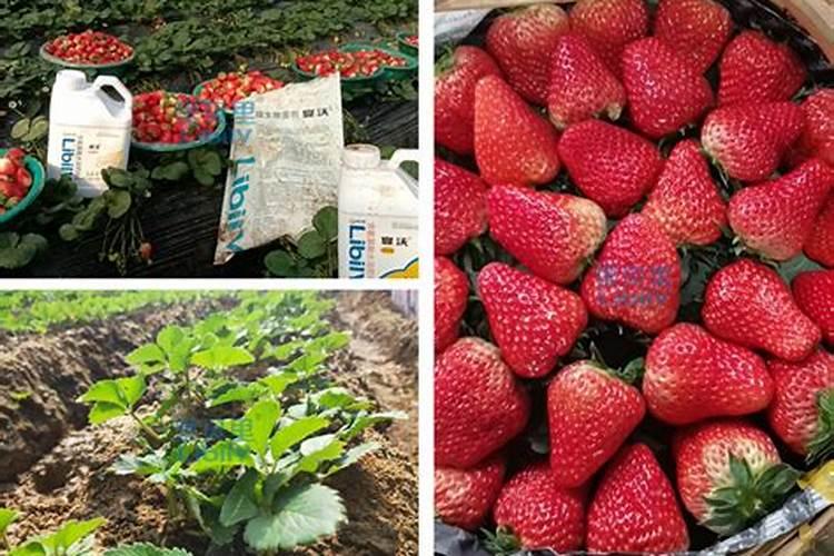盆栽草莓养殖方法