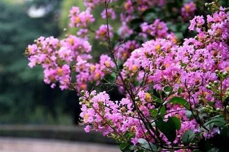 紫薇树的移栽要点