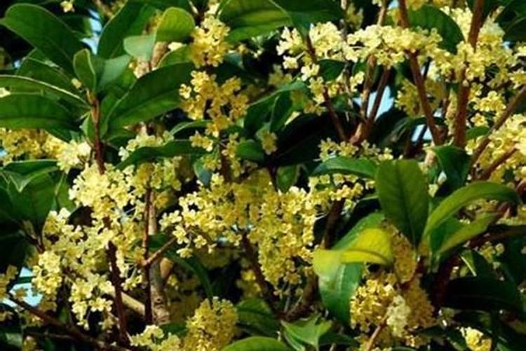 怎样能使桂花树长的快？施什么肥？怎样施肥？