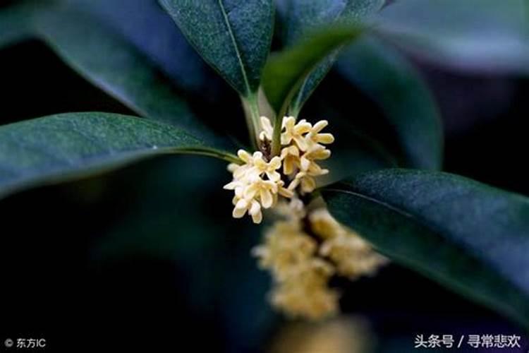 桂花快开花要不要施肥,上什么肥料开花多