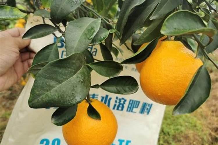 桃子为了增加甜度,施什么肥？