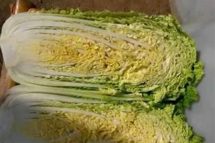 白菜叶面肥的使用方法 使用叶面肥的教程