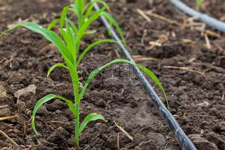 玉米种植施肥技术与方法