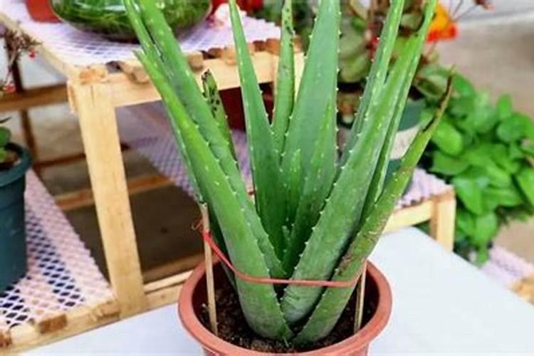 芦荟怎么养 做好这六点