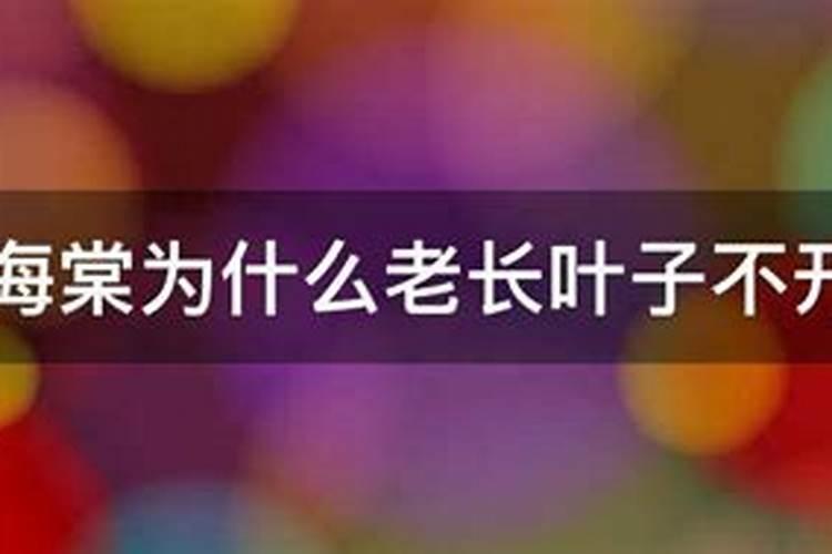秋海棠为什么老长叶子不开花呢