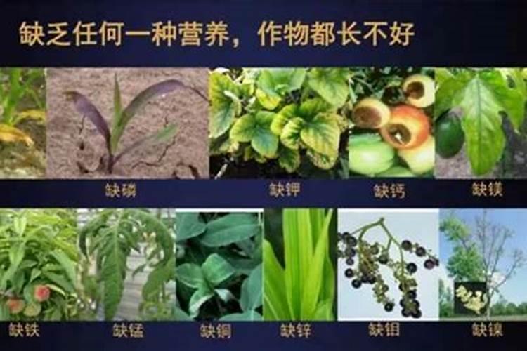 玉米缺氮的症状有哪些？,玉米缺氮的表现