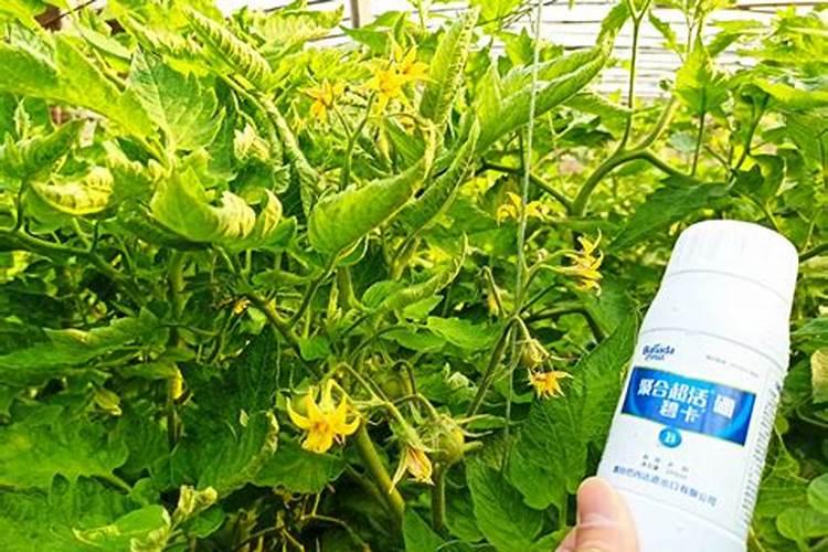 请问芸苔素可以打荷花吗