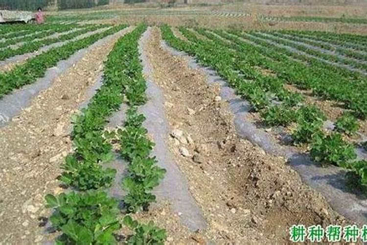 ...施钾肥。我想问一下钾肥在土壤中多长时间能被果树吸收？