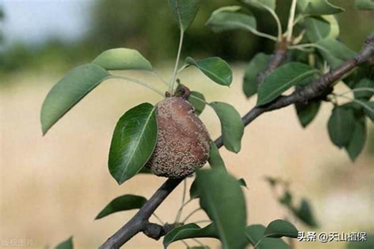 果树苗定植多久上肥果树苗定植几天后施肥最佳