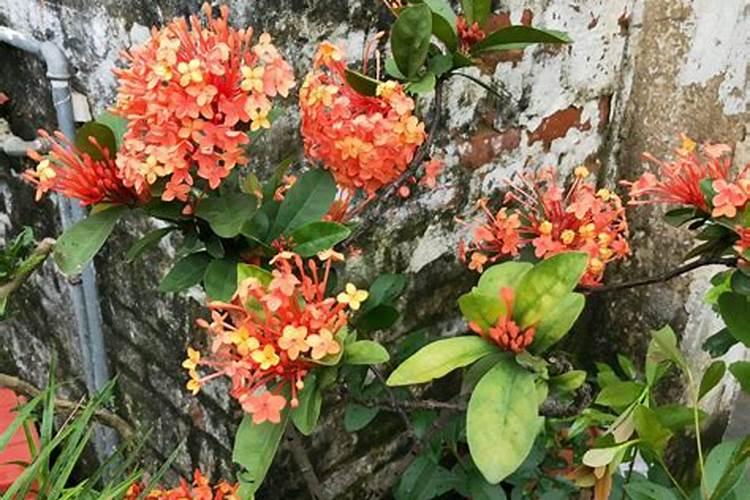 龙船花怎样催花