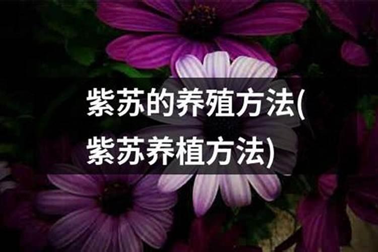 紫苏用什么肥料以及施肥技术