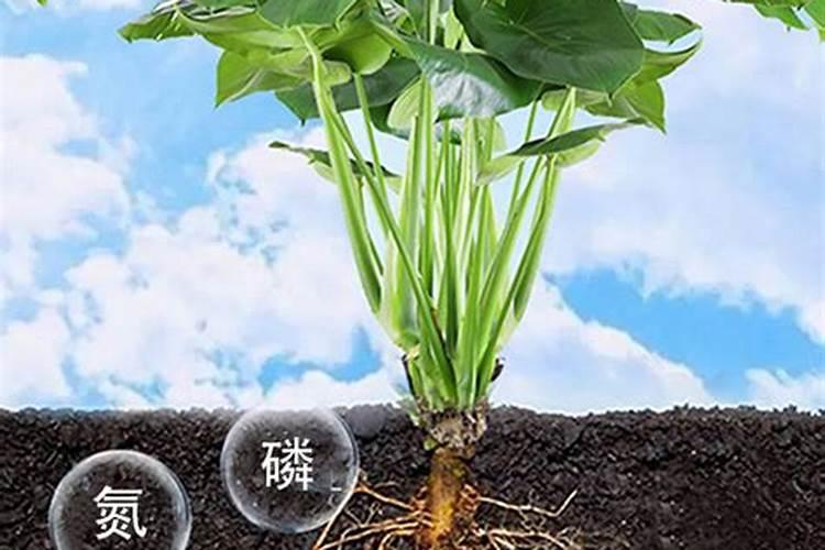 生物肥和有机肥哪个好