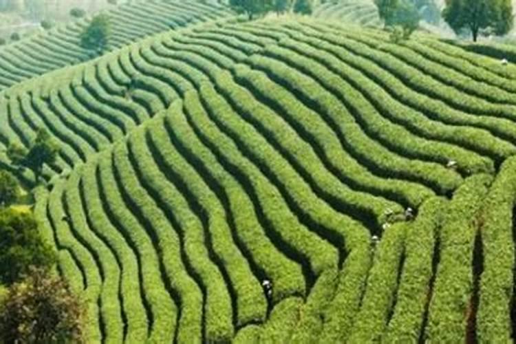 氨基酸水溶肥的危害